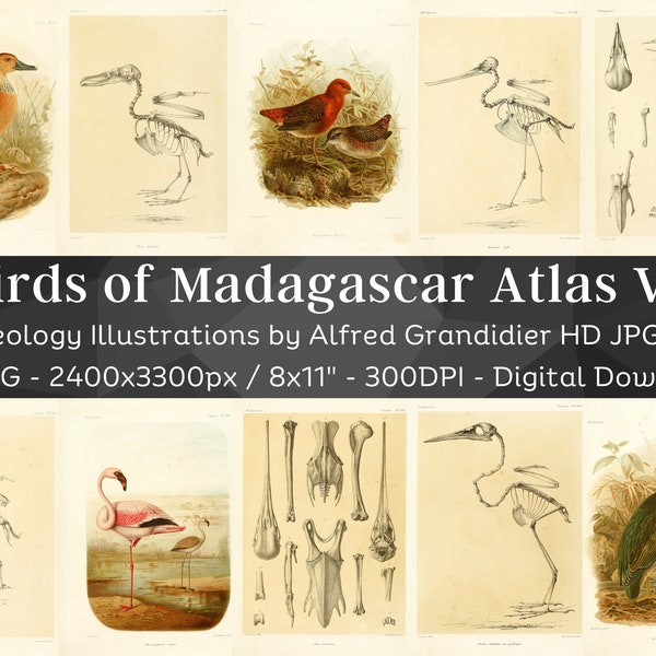 Birds of Madagascar 121 HD Images V3| Bird Anatomy Skeleton Bones Skull Drawing| Clipart Card Digital Paper Craft| Osteology Wall Art Bundle