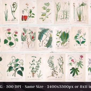 Botanical Plants of Africa Flora of Oware & Benin 59 Illustrations V2 Stained Yellowed Vintage Herb, Flower Images Nature Art Home Decor image 3