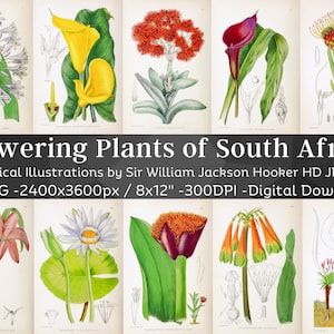 Bloeiende planten van Zuid-Afrika 80 botanische illustraties | Levendige Botany Plant Wall Art Bundel | HQ Bloemenfoliopagina's| Digitaal downloaden