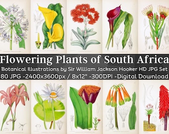 Flowering Plants of South Africa 80 Botanical Illustrations | Vibrant Botany Plant Wall Art Bundle | HQ Flower Folio Pages| Digital Download