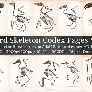 Vogelskelet Osteologie Art 62 HD-afbeeldingen V2| Skeletbeenderen Schedelschets| Dierlijke anatomie grafiek afdrukbare muurkunst| Dark Grimoire Codex-pagina's