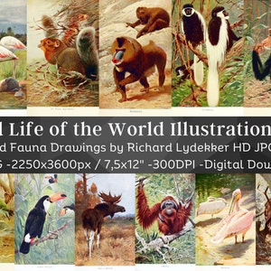 Puede incluir: Un conjunto de descarga digital de 55 ilustraciones de varios animales de todo el mundo. Las ilustraciones son de estilo vintage y presentan animales como un flamenco, una ardilla, un babuino, un gibón, un chimpancé, un loro, un tucán, un alce, un orangután, un pelícano y un águila. Las ilustraciones son de alta resolución y perfectas para usar en proyectos digitales.