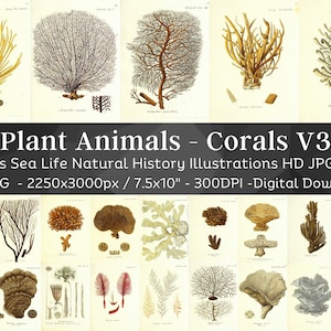 May include: A collection of 110 vintage illustrations of corals, sea life, and plant animals from the 1810s. The illustrations are in high resolution and are perfect for digital projects.  "Plant Animals - Corals V3" 1810s Sea Life Natural History Illustrations HD JPG Set 110 JPG - 2250x3000px / 7.5x10" - 300DPI -Digital Download