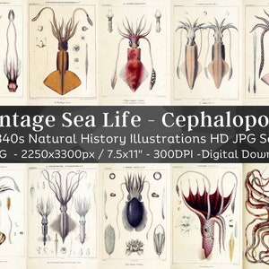 Puede incluir: Un conjunto de 77 ilustraciones vintage de cefalópodos, incluyendo calamares y pulpos, de la década de 1840. Las ilustraciones son en blanco y negro y presentan dibujos anatómicos detallados de las criaturas. Las ilustraciones son de alta resolución y perfectas para imprimir o usar digitalmente.