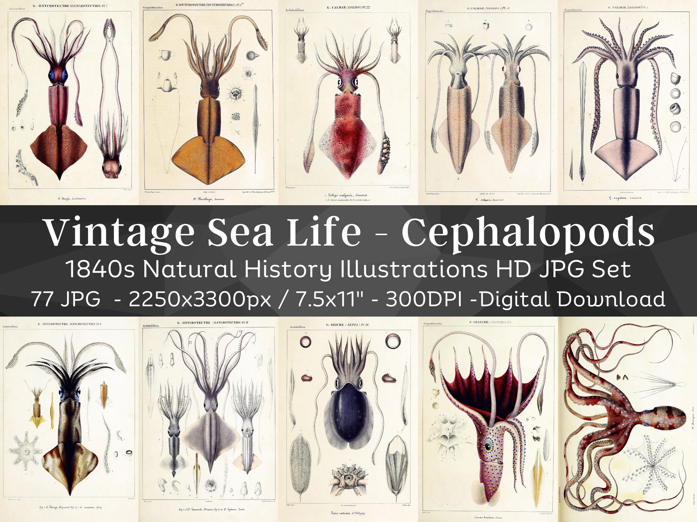 Natural History of Living Acetabular Cephalopods & Fossils 77 Images | Scrapbook Journal Digital Paper Craft | Sea Creatures Wall Art Bundle