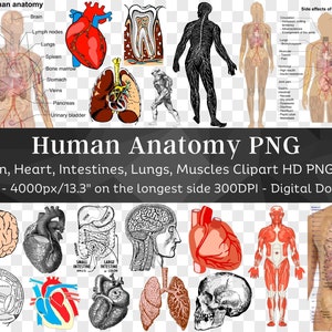 Menselijke anatomie Clipart Set 37 PNG | Menselijk lichaam orgel illustraties | Hersenen Hart Tanden Longen Nieren Spieren Skelet Darmen | Digitaal downloaden