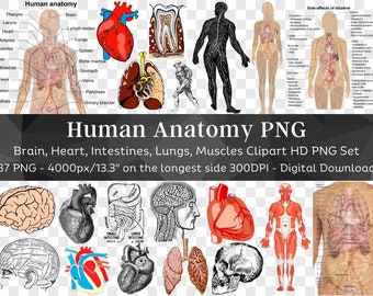 Zestaw 37 clipartów anatomii człowieka PNG | Cliparty narządów ciała człowieka | Mózg Serce Zęby Płuca Nerki Mięśnie Szkielet Jelita | Pobieranie cyfrowe