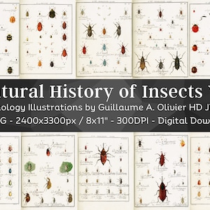 Könnte beinhalten: Eine Sammlung von 115 Vintage-Illustrationen von Insekten, mit detaillierten Zeichnungen von Käfern, Rüsselkäfern und anderen Insekten. Die Illustrationen sind im klassischen Stil mit handgezeichneten Details gehalten und eignen sich perfekt, um jedem Projekt einen Hauch von Vintage-Charme zu verleihen.