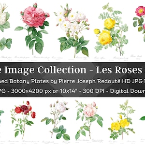 Whitened Les Roses P. J. Redoute Set 1 | 60 HQ Vintage Rose Illustrations | Flowers Botanical Plates| Nature Décor Printable Wall Art Bundle