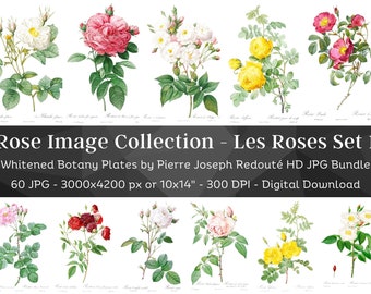 Whitened Les Roses P. J. Redoute Set 1 | 60 HQ Vintage Rose Illustrations | Flowers Botanical Plates| Nature Décor Printable Wall Art Bundle