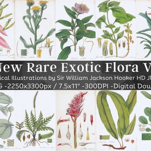 Neue seltene exotische Flora 84 Botanische Illustrationen V1 | Botanik Bilder Heilpflanze Wandbilder | HQ Flower Folio Seiten| Digitaler Download