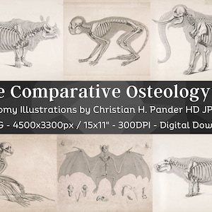 Porównawcza osteologia 55 obrazów HD V2 | Tworzenie kartek Clipart Cyfrowe rzemiosło papierowe | Szkielet zwierzęcy Kości Czaszka Projekt | Pakiet sztuki ściennej osteologii
