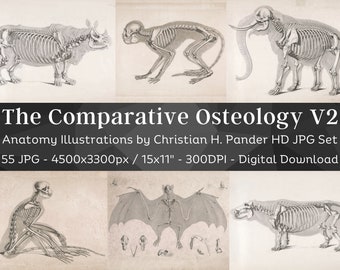 May include: A set of 55 high-resolution digital images of animal skeletons, including a rhinoceros, monkey, elephant, bat, and hippopotamus. The images are black and white and have a vintage aesthetic. The text "The Comparative Osteology V2" is at the top of the image.