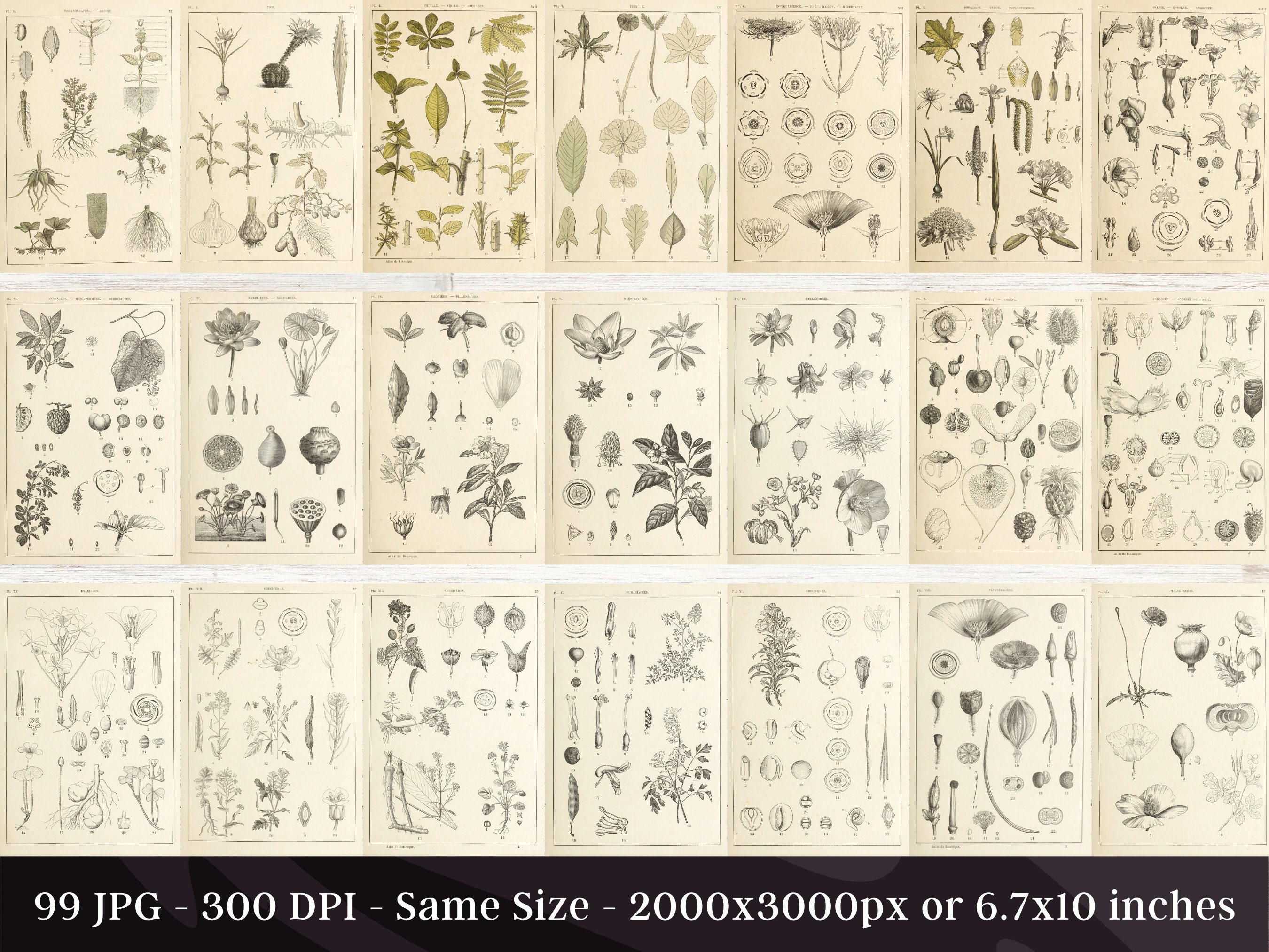 Botanical Manual Atlas 99 Illustration Set 1 | Botany Images