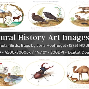 Awesome Natural History 65 HD Images V3| Card, Invitation, Craft, Clipart, Prints Collages| Plant Animal Fish Insect Illustrations| Wall Art