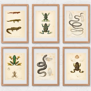 May include: Six vintage illustrations of amphibians and reptiles in frames. The illustrations are in black and white with some color accents. The illustrations include a snake, a frog, a toad, and a salamander.