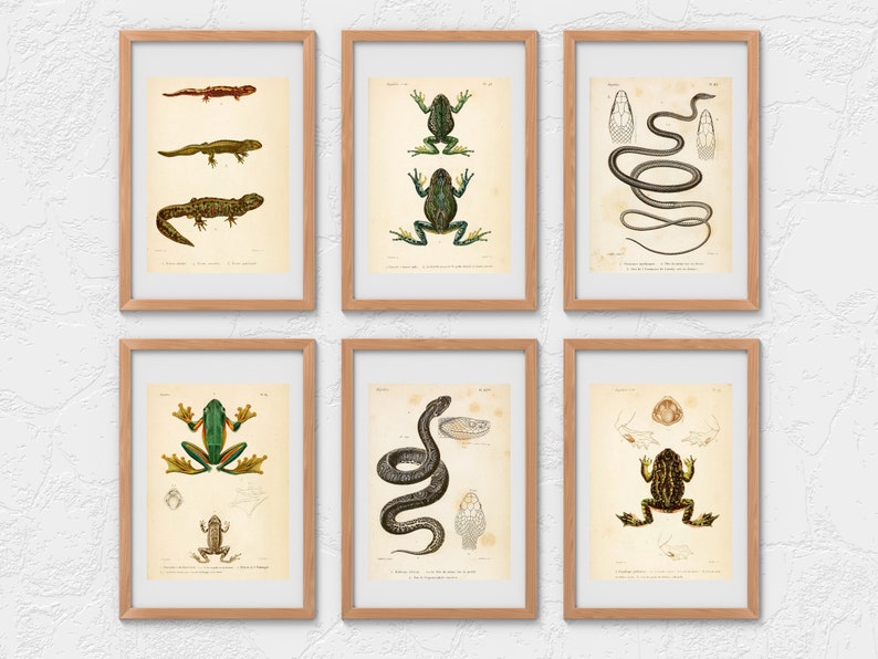 May include: Six vintage illustrations of amphibians and reptiles in frames. The illustrations are in black and white with some color accents. The illustrations include a snake, a frog, a toad, and a salamander.