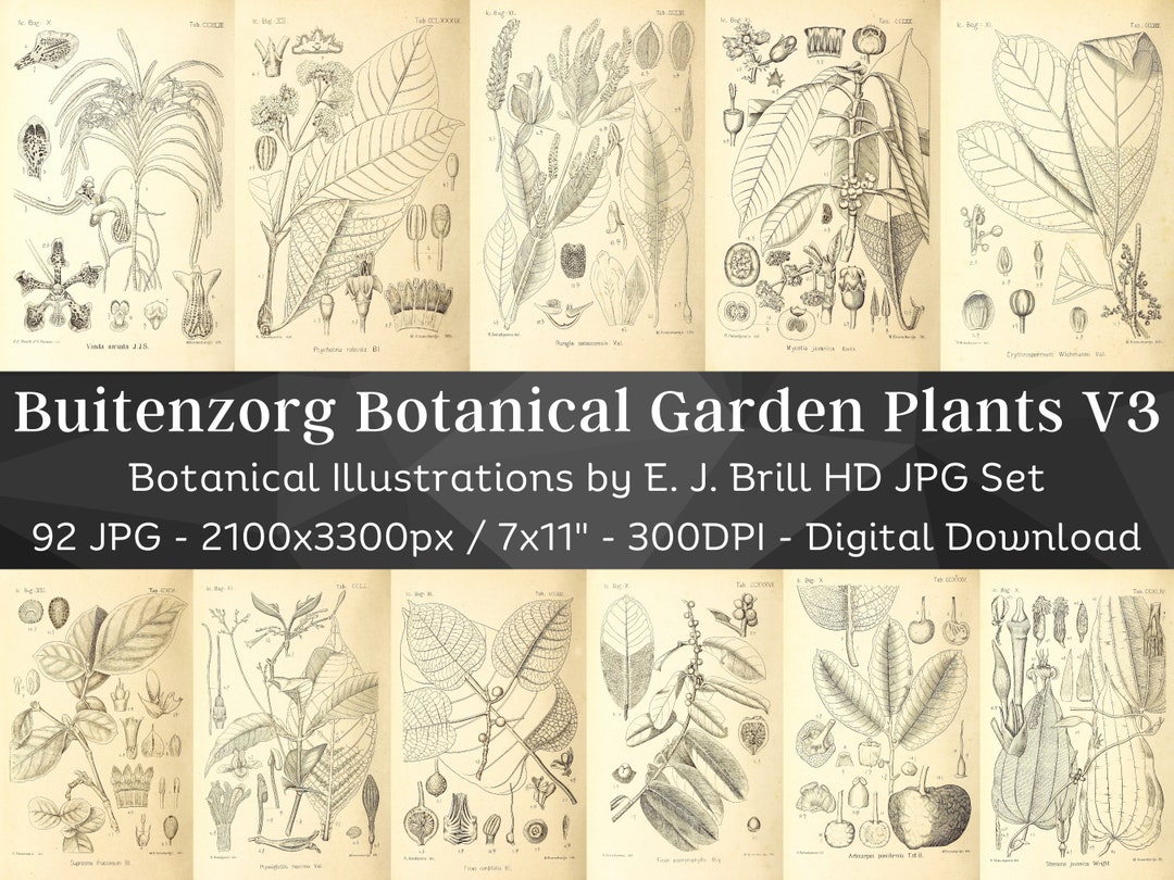 Buitenzorg Botanischer Garten Pflanzen 92 Illustrationen V3 | Botanik