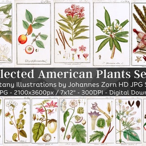 Selected American Plants 100 Botanical Illustrations V1 | Botany Herbarium Medicinal Wild Plant Flower Painting Wall Art | Digital Download