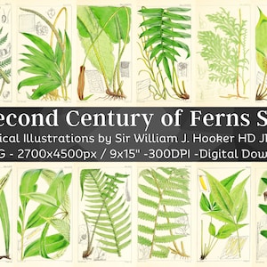 Second Century of Ferns 50 Botanical Illustrations V2 | Botany Plant Images | HQ Vintage Flower Painting Wall Art Bundle | Digital Download