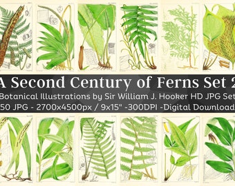 Second Century of Ferns 50 Botanical Illustrations V2 | Botany Plant Images | HQ Vintage Flower Painting Wall Art Bundle | Digital Download