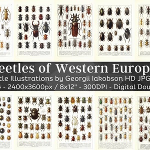 Käfer Westeuropas Entomologie 70 HD Bilder | Käfer Insekt Illustration Zeichnungen | Digitales Papier Handwerk | Bugology Wandbilder Bundle