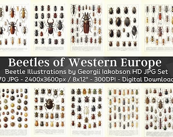 Könnte beinhalten: Ein Set mit 70 Vintage-Illustrationen von Käfern aus Westeuropa. Die Illustrationen sind in Schwarzweiß gehalten und zeigen detaillierte Zeichnungen verschiedener Käferarten. Die Illustrationen sind mit den wissenschaftlichen Namen der Käfer beschriftet. Das Set ist perfekt für alle, die sich für Entomologie oder Vintage-Illustrationen interessieren.