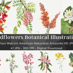41 Drawn Watercolor Flowers | Mary Vaux Walcott Botanical Illustrations Set 3 | HQ Vintage Flower Paintings | Printable Home Nature Wall Art