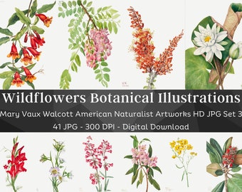 41 Drawn Watercolor Flowers | Mary Vaux Walcott Botanical Illustrations Set 3 | HQ Vintage Flower Paintings | Printable Home Nature Wall Art
