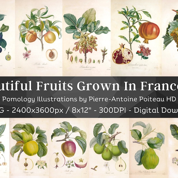 Beautiful Fruits Grown in France 84 Botanical Illustrations V5| Botany Pomology Wall Art Bundle| HQ Vintage Fruit Painting| Digital Download