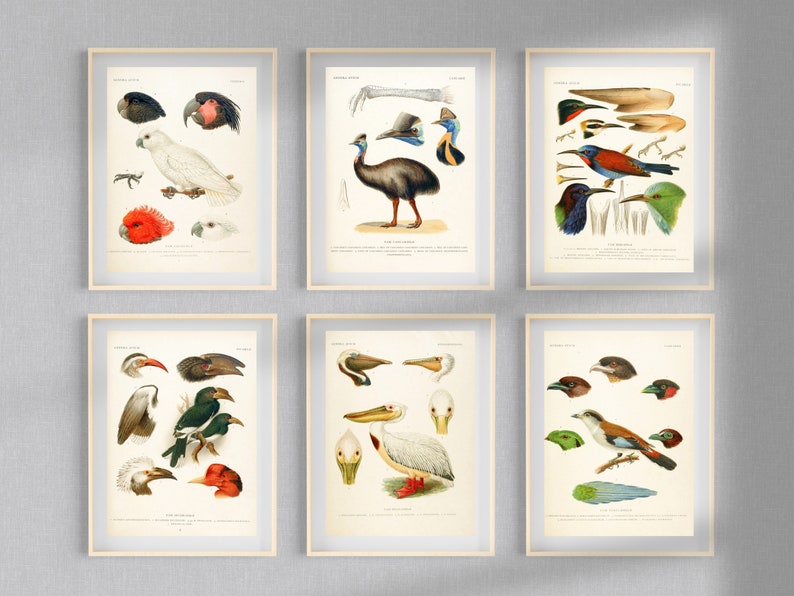 Genera Avium Bird Types HD Images | Clipart Digital Paper Craft Cards ...