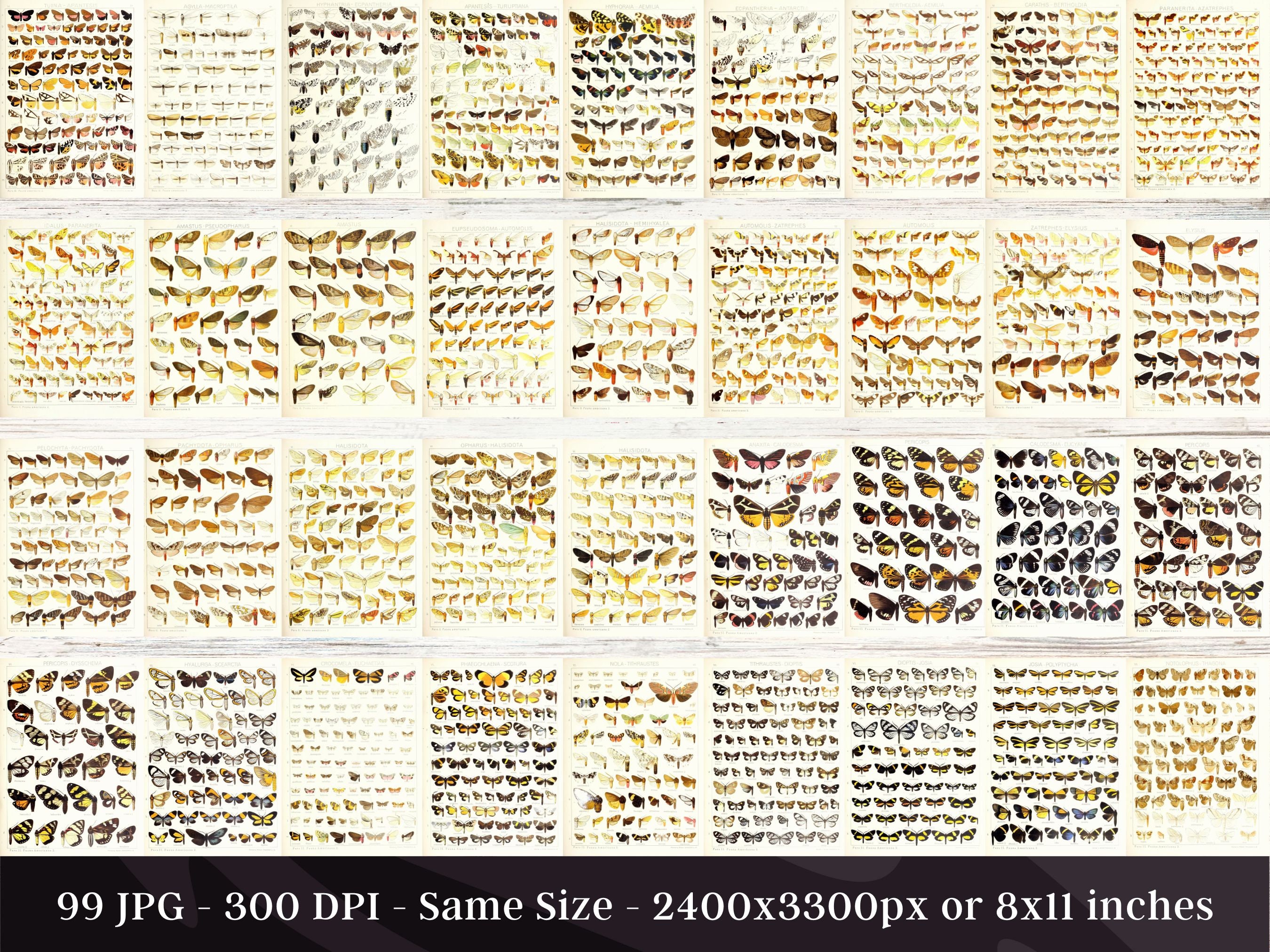 Insect Codex The Largest Butterflies on Earth 99 HD Images V6| Huge Vintage ...