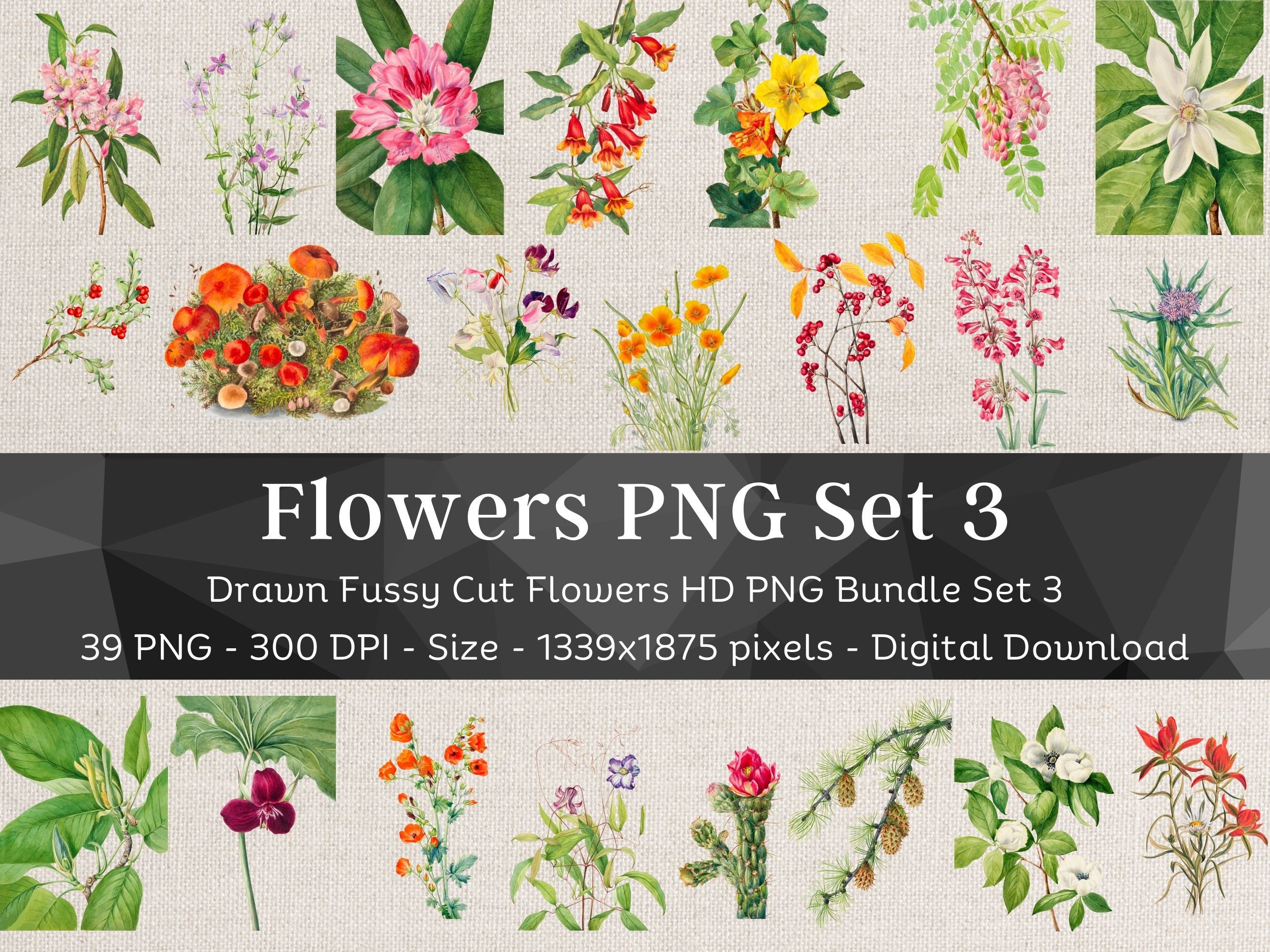 39 Flower PNG Bundle Set 3 | HQ Vintage Drawn Flower Images | Fussy Cut Clipart | Scrapbook Junk Journal Art| Digital Stickers for Note Apps