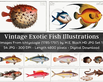 Restored Exotic Fishes from Ichtylogie | 54 HQ Printable Fish Illustrations N1 | Father's Day| Fisherman Home Décor| Fishing Wall Art Bundle