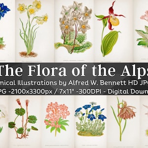 Peut inclure: Un ensemble de 61 illustrations botaniques de fleurs des Alpes, présentant des dessins détaillés de diverses espèces dans des couleurs vives. Les illustrations sont intitulées "The Flora of the Alps" et sont de Alfred W. Bennett. Chaque image mesure 2100x3300 pixels et 7x11 pouces.