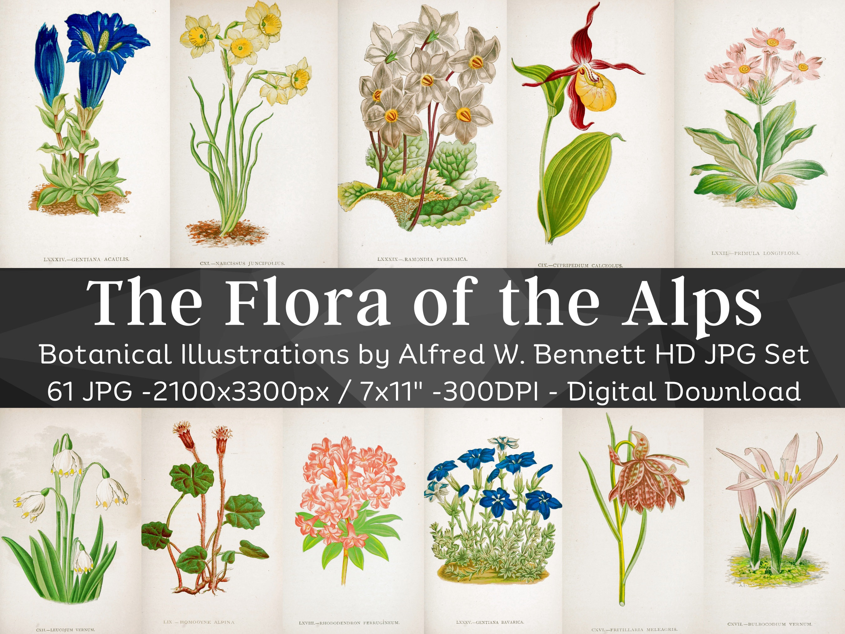 Flora of Alps 61 Botanical Illustrations | Botany Rare Plant