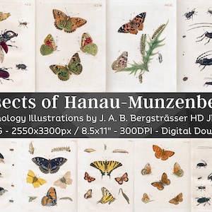 Insect Entomology Bug, Butterfly, Grasshopper Drawings 96 HD Images | Cool Insect Digital Paper Craft Page | Bugology Lodge Wall Art Bundle