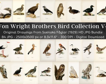 Swedish Birds Svenska Fåglar Original HD Image Set 4 | Ornithology Wall Art Bundle | Game Birds, Seabirds, Ducks, Song, Prey & Large Birds