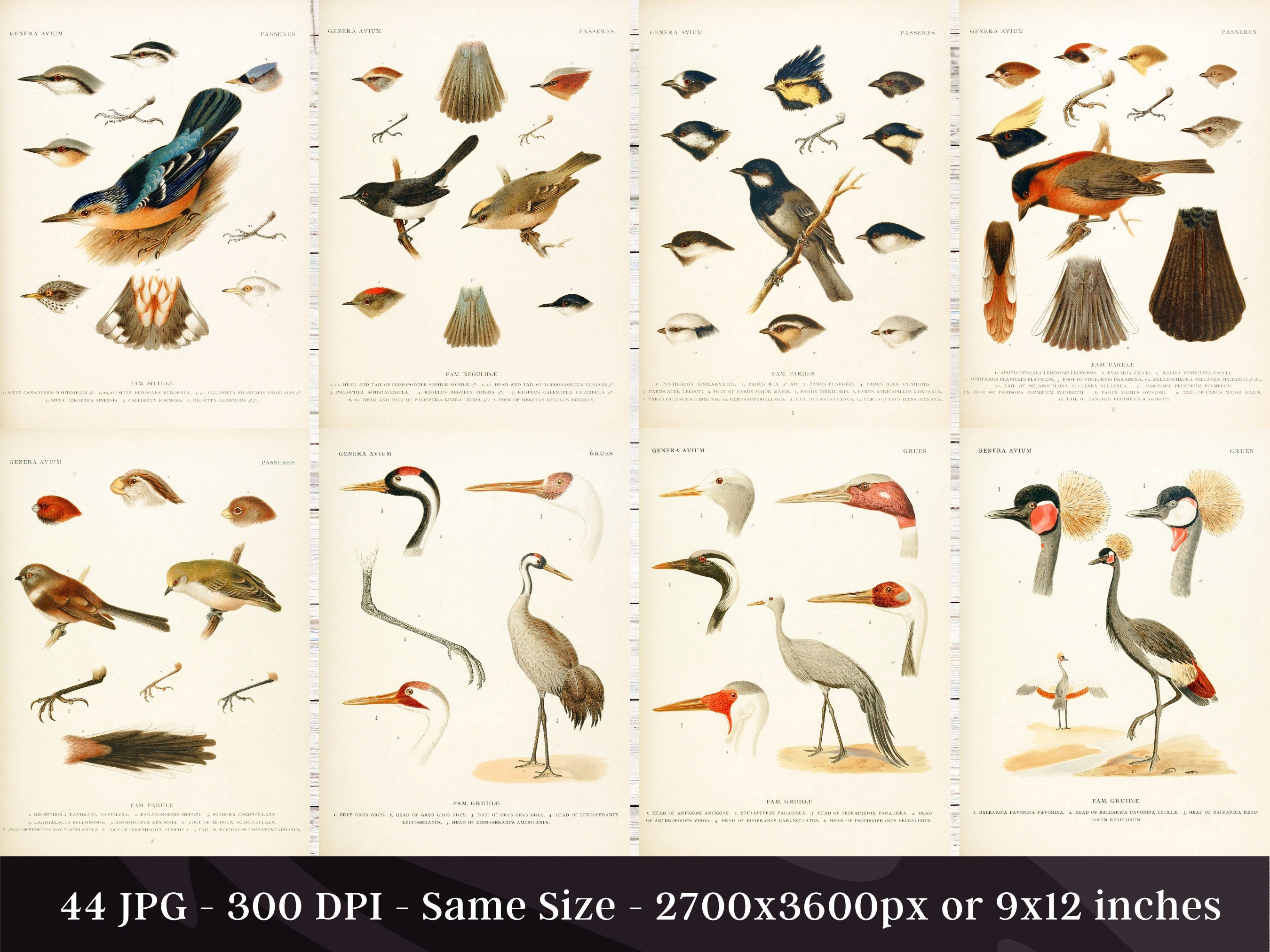 Genera Avium Bird Types HD Images | Clipart Digital Paper Craft Cards ...