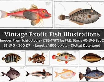 Restored Exotic Fishes from Ichtylogie | 53 HQ Printable Fish Illustrations N2 | Fisherman Home Décor| Fishing Wall Art Bundle| Father's Day