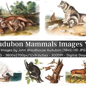 Mammals J.W Audubon HD Images V2| Card Making, Clip Art, Digital Paper Craft| Beaver Bear Fox Deer Ox Rat Wolf Hare| Zoology Wall Art Bundle
