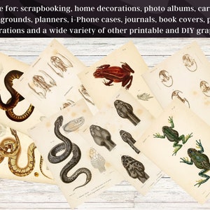 May include: A set of vintage illustrations featuring various reptiles and amphibians, including snakes, frogs, and toads. The illustrations are in black and white with some color accents. They are printed on aged paper with a textured surface.