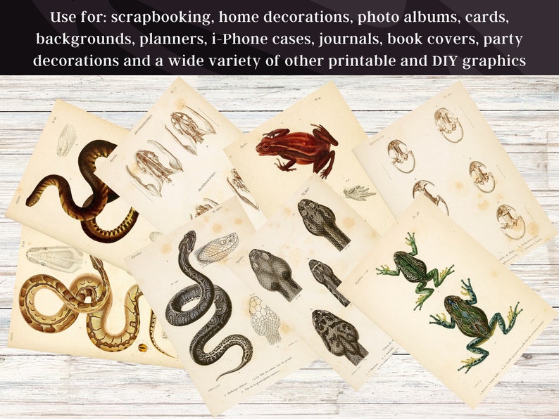 May include: A set of vintage illustrations featuring various reptiles and amphibians, including snakes, frogs, and toads. The illustrations are in black and white with some color accents. They are printed on aged paper with a textured surface.