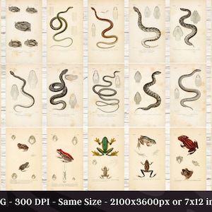 May include: A collection of 59 vintage illustrations of snakes and frogs. The illustrations are in black and white with hand-painted details. The images are on a cream-colored background.