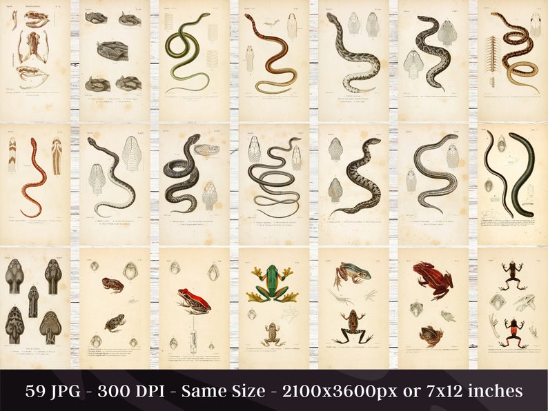 May include: A collection of 59 vintage illustrations of snakes and frogs. The illustrations are in black and white with hand-painted details. The images are on a cream-colored background.