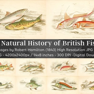 May include: A collection of 34 high-resolution digital images of British fish, illustrated in a vintage style with watercolor and ink. The images are from "The Natural History of British Fishes" by Robert Hamilton, published in 1843. Each image is 4200 x 2400 pixels and 300 DPI.