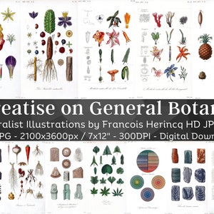 Treatise on General Botany 103 Illustrations | Botanical Flower Painting Wall Art| Nature Symmetry Green Leaves Seed Fruit| Digital Download