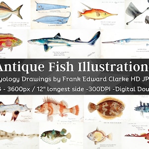 Ilustrações de peixes antigos 89 imagens | Sea Life Coastal Decor Pacote de arte de parede para impressão Peixe colorido | Scrapbooking de presente de pescador | Com.Use