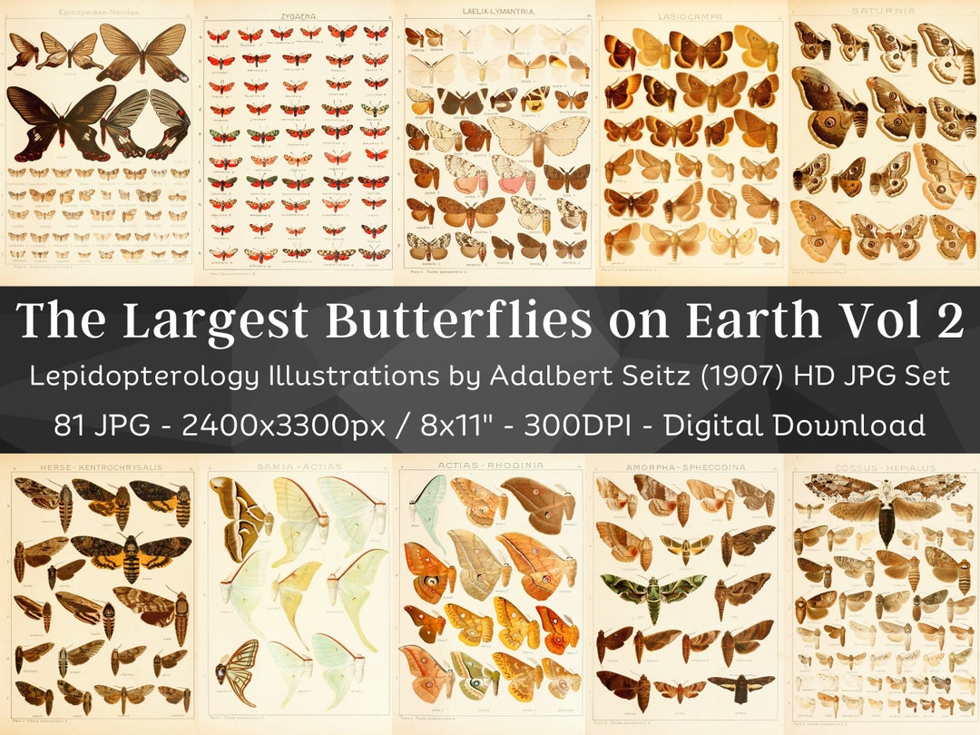 Insect Codex The Largest Butterflies on Earth 81 HD Images V2 | Huge Vintage ...