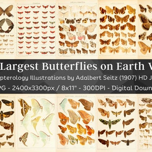 May include: A collection of 81 high-resolution digital images of butterflies and moths from the book "Lepidopterology Illustrations" by Adalbert Seitz, published in 1907. The images are 2400 x 3300 pixels and are suitable for printing at 8 x 11 inches at 300 DPI.